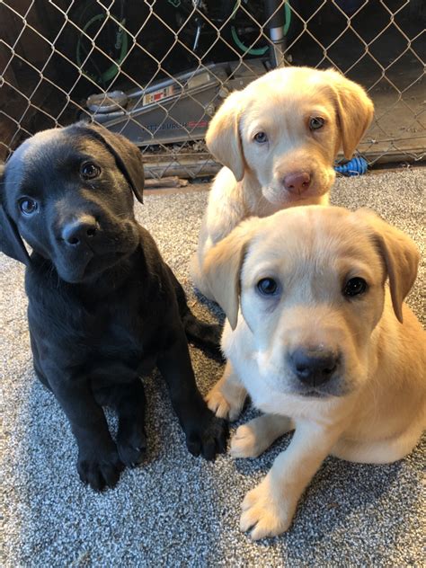 Labrador Retriever Puppies For Sale | Chesterfield, MI #289236