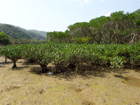 Mangrove Virgin Forest in Amamigunto National Park, Amami Oshima, Kagoshima, Japan Stock Photo ...