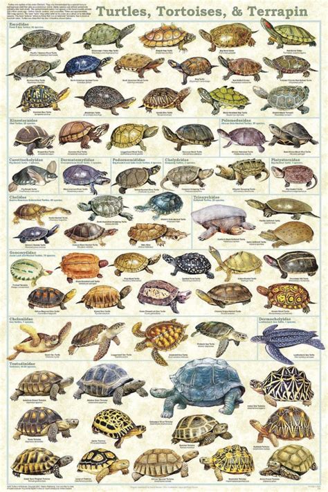 Turtle Vs Tortoise: 8 Key Differences Between These Reptiles