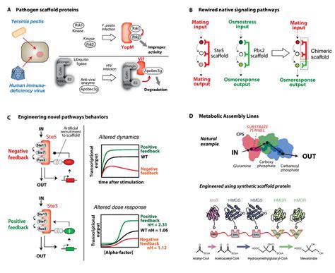 Scaffold proteins: hubs for controlling the flow of cellular ...