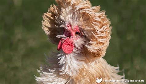 Polish Chicken Breed Profile - The Mini Pet Chicken