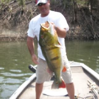 Peacock Bass caught in the Amazon River | Amazon river, Peacock bass, River