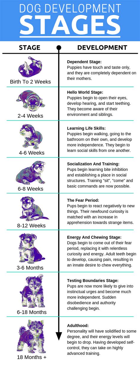 The Developmental Stages of Puppy Growth | Dogviously | Puppy training tips, Dog care, Dog care tips