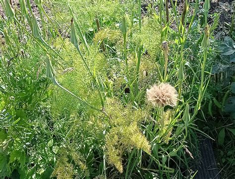 Salsify Guide: How to Grow & Care for “Tragopogon porrifolius”