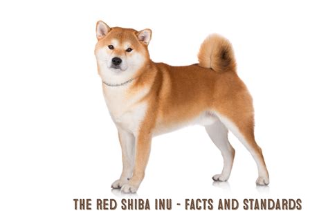 The Red Shiba Inu - My First Shiba Inu