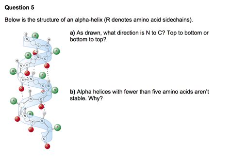 Solved Question 5 Below is the structure of an alpha-helix | Chegg.com