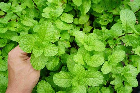 How to Grow and Care for Mint