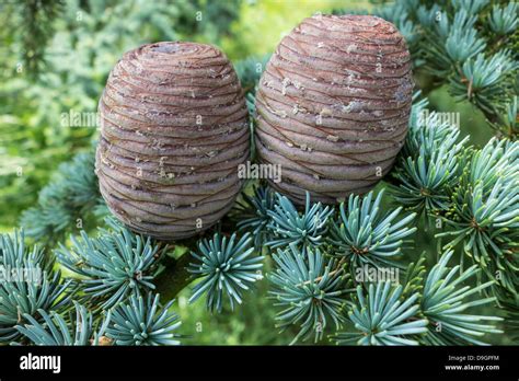 Pine Cones Fir Cones Stock Photo - Alamy