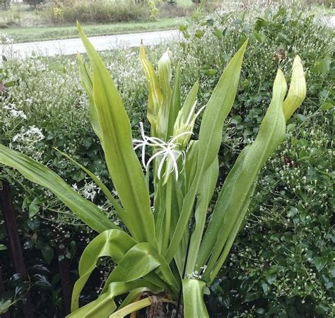 Crinum Lily Care and Growing Tips