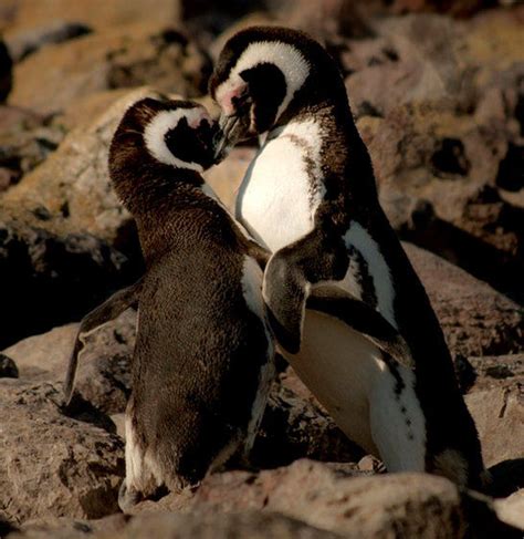 Kissing Penguins Pictures, Photos, and Images for Facebook, Tumblr ...