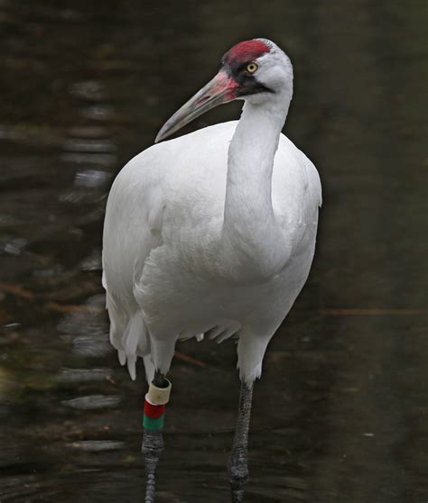 Pictures and information on Whooping Crane