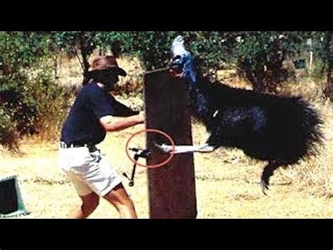 When Cassowaries Attack - YouTube