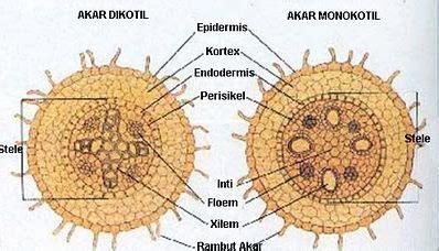Endodermis Pada Penampang Melintang Akar Tumbuhan Dikotil Terdapat Di - Homecare24