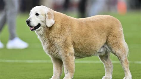 Kirk Herbstreit's crushing news about his dog Ben saddens college football fans