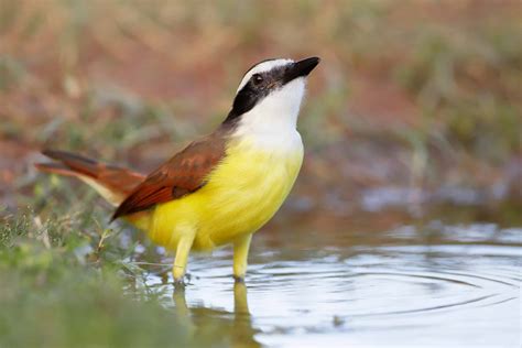 Kiskadee A-Z Animals