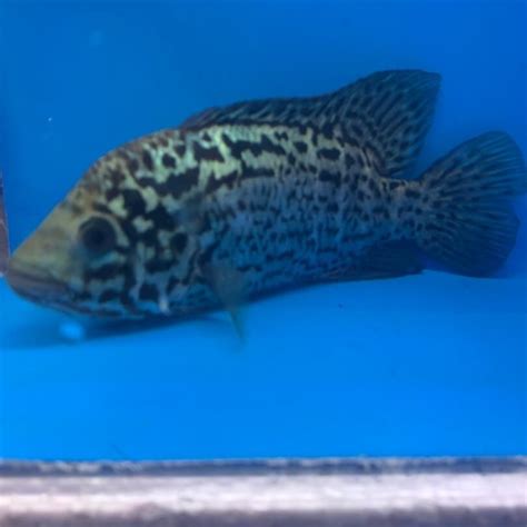 Cuban cichlid for sale - Exotic Fish Shop - 774-400-4598