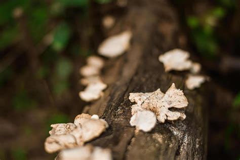 Mushroom Log Stock Photos, Images and Backgrounds for Free Download