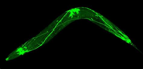 c-elegans-w-gfp