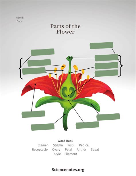 Parts of a Flower - Diagram and Functions