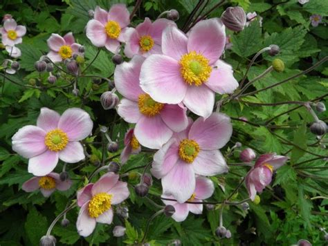 Anemone Japonica ( Common Name - Japanese Windflower) 150mm Pot - Dawsons Garden World