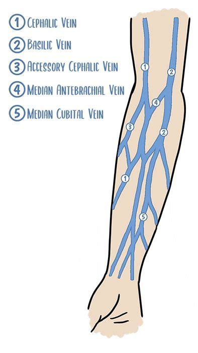 10 IV Insertion Tips for Nurses | Medical knowledge, Pharmacology ...