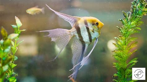 Angelfish Care + Amazing Facts (Angelfish 101 For Beginners)