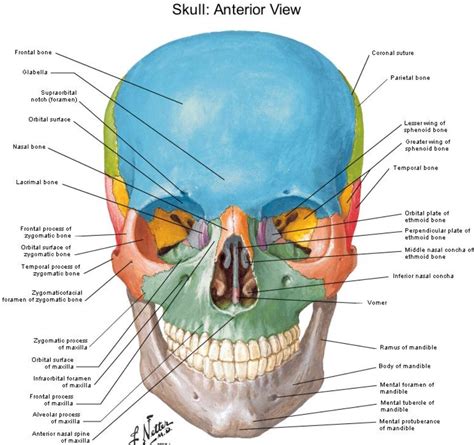 Anterior view Skull - Netter | Skull anatomy, Craniosacral therapy ...