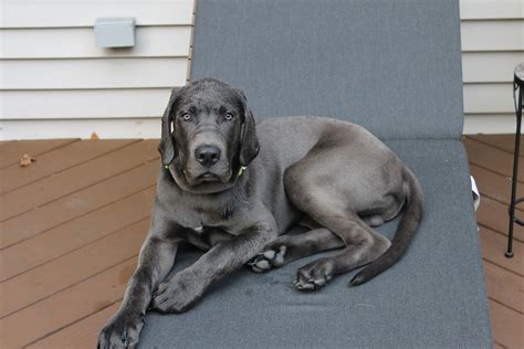 Daniff (Great Dane and Mastiff Mix) | Great Dane