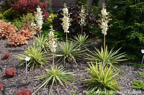 Yucca filamentosa 'Color Guard' Juka karolińska