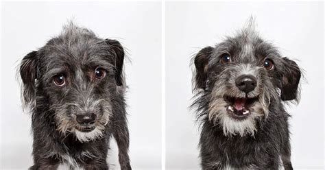 Photo Booth Project That Helps Shelter Dogs Find New Homes