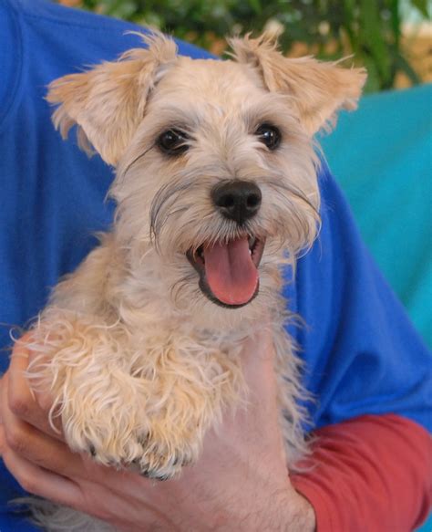 Hulk and Tugboat, super cute Schnauzer & Maltese mix puppies for adoption.