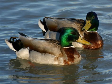 Mallard Ducks wallpaper | 1024x768 | #74874