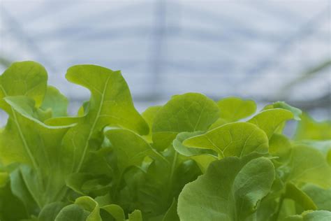 Hydroponic lettuce growth 2487546 Stock Photo at Vecteezy