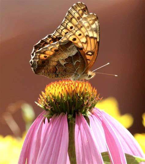 Daily Postcard: Butterfly Rests On Purple Coneflower