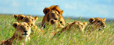 Best Serengeti Safaris | Best Experiences, Lodges & Itineraries | Art Of Safari