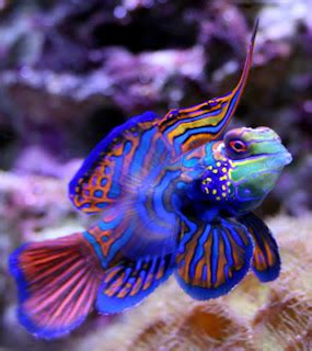 Mandarin Fish - Fishes World - HD Images & Free Photos