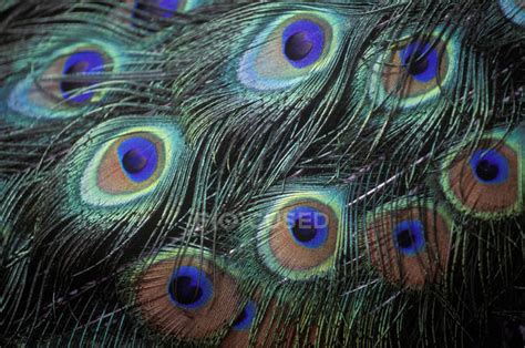 Male peacock display feathers, close-up — nature, wildlife - Stock ...