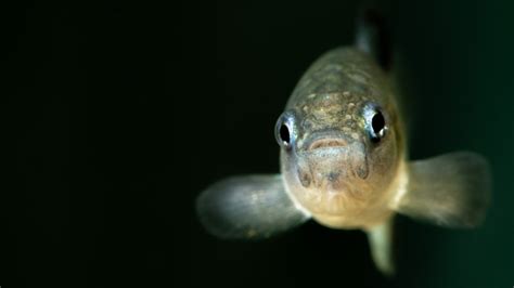 Endangered pupfish found only in limestone cave makes miraculous rebound: 'We're excited about ...