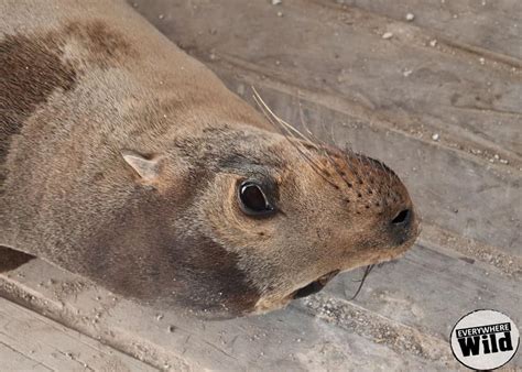 9 Cool Galapagos Sea Lion Facts for Animal Lovers | Everywhere Wild