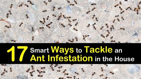 17 Smart Ways to Tackle an Ant Infestation in the House