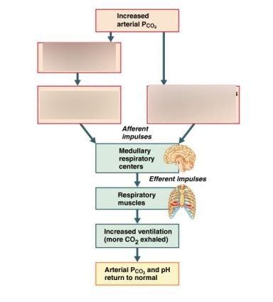 UNIT 8 Physiology-- Respiratory Pt. 3 Physiology of air breathing ...