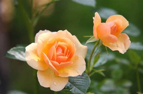 Roses as Houseplants - Grow Roses Indoors - HouseplantJoy.com