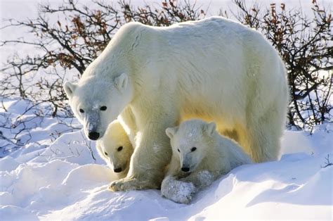 Polar Bear with Twin Cubs jigsaw puzzle in Animals puzzles on ...