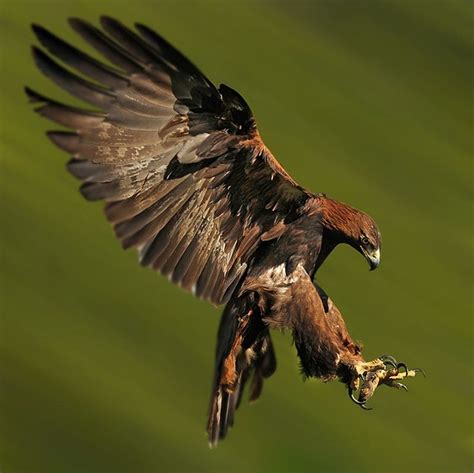 GOLDEN EAGLE landing by Ronald Coulter on 500px | Wild birds, Eagle ...