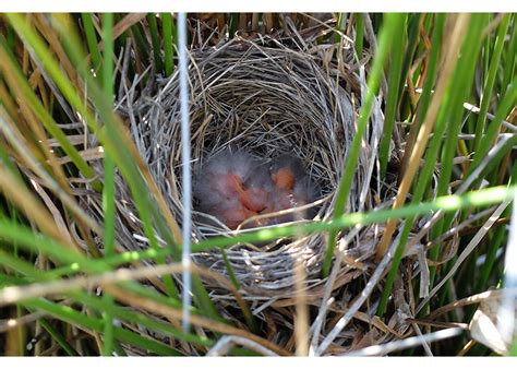 How to Help this Nesting Season - Veterinary Medicine at Illinois