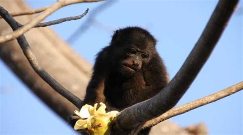 Howler Monkey Facts and Information from Active Wild