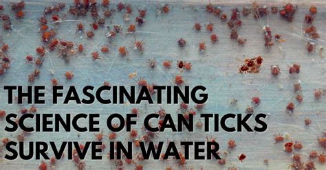 The Fascinating Science Of Can Ticks Survive In Water – Stop Ticks