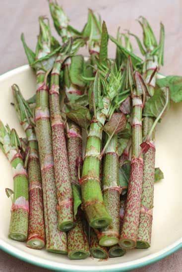 How to Prepare and Cook Japanese Knotweed - Grit | Edible flowers ...