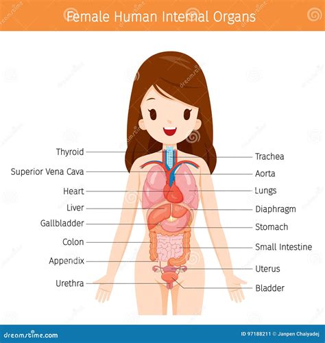 Female Human Anatomy, Internal Organs Diagram Stock Vector - Illustration of girl, biology: 97188211