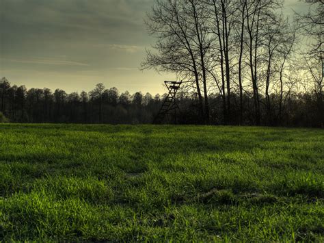 Green grass field, forest, HDR, grass, nature HD wallpaper | Wallpaper ...